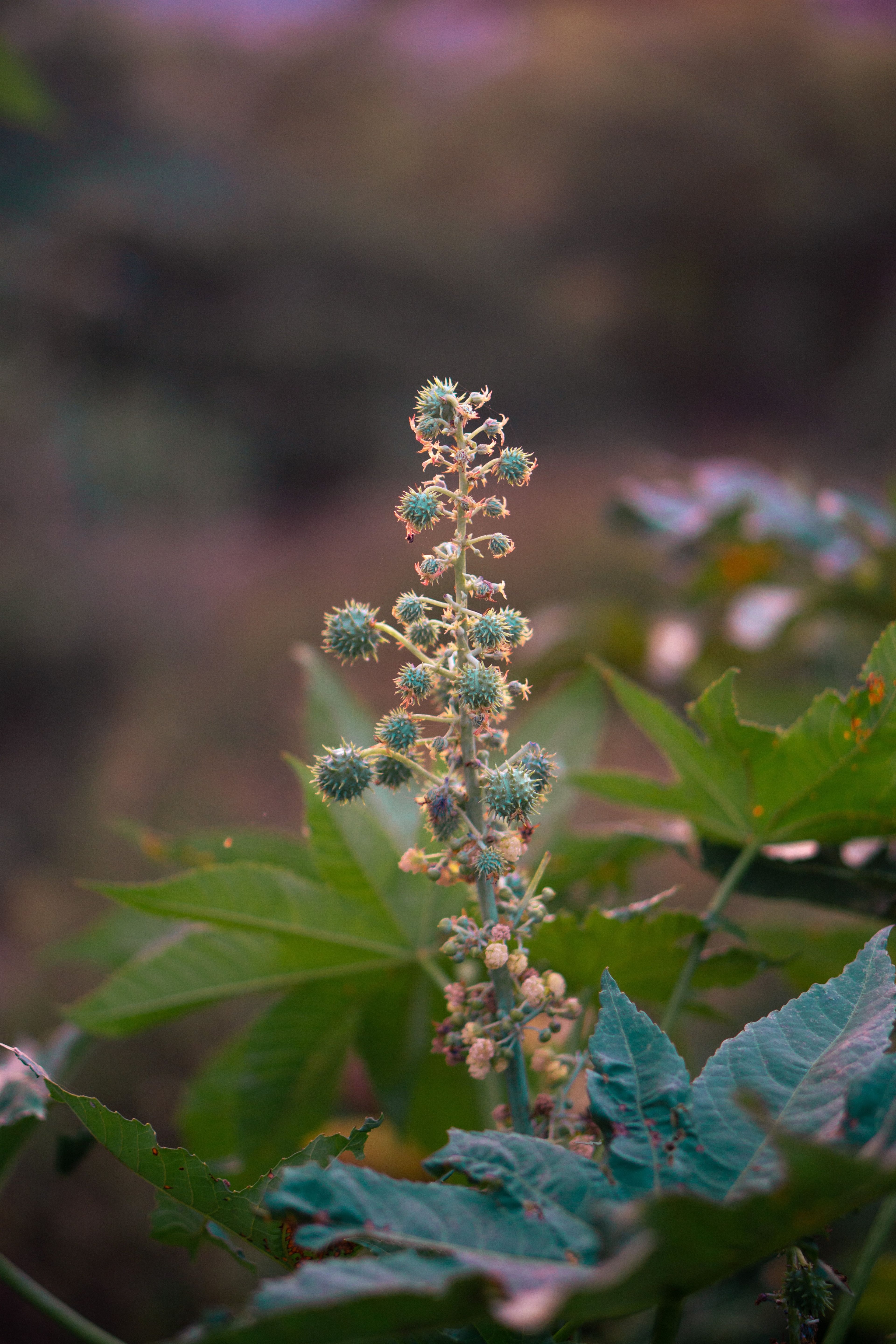 Castor plant (Ricinus communis) in flowering stage with developing seed capsules on a central spike.